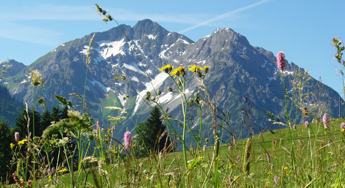 Bergwiese im Sommer